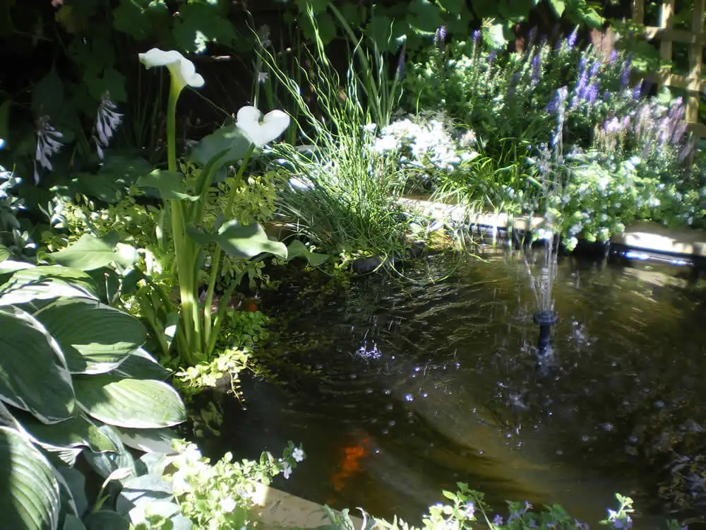 Great Looking Square Pond