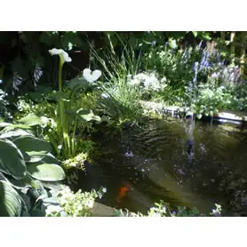 Thumbnail of Great Looking Square Pond
