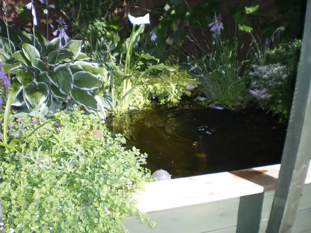 Great Looking Pond