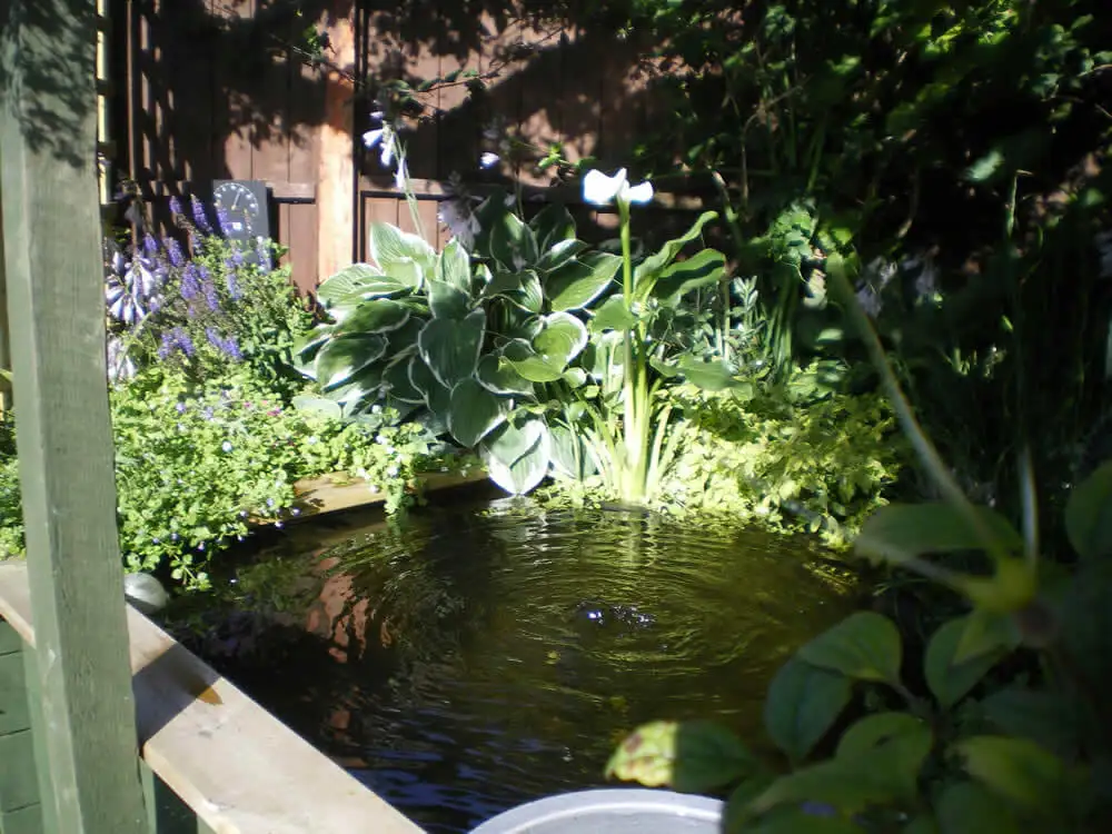 Great Looking Pond