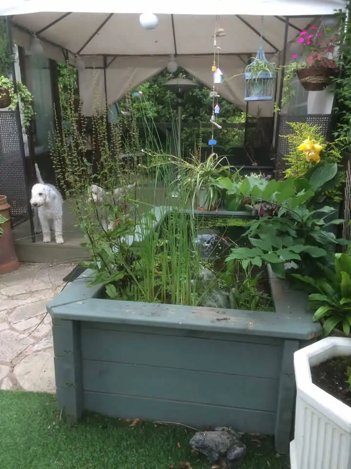 Great Looking Pond