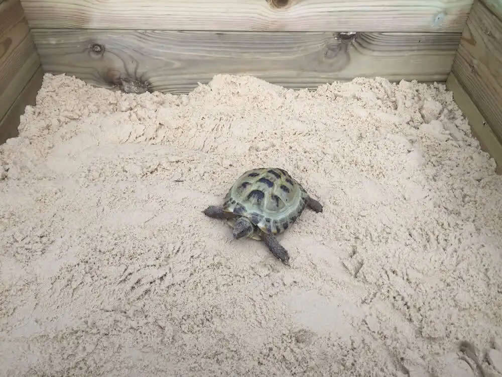 Sandpit with Tortoise