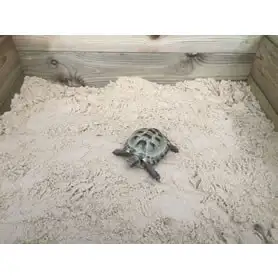 Thumbnail of Sandpit with Tortoise