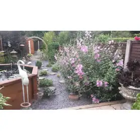 Thumbnail of Great Looking Octagonal Pond