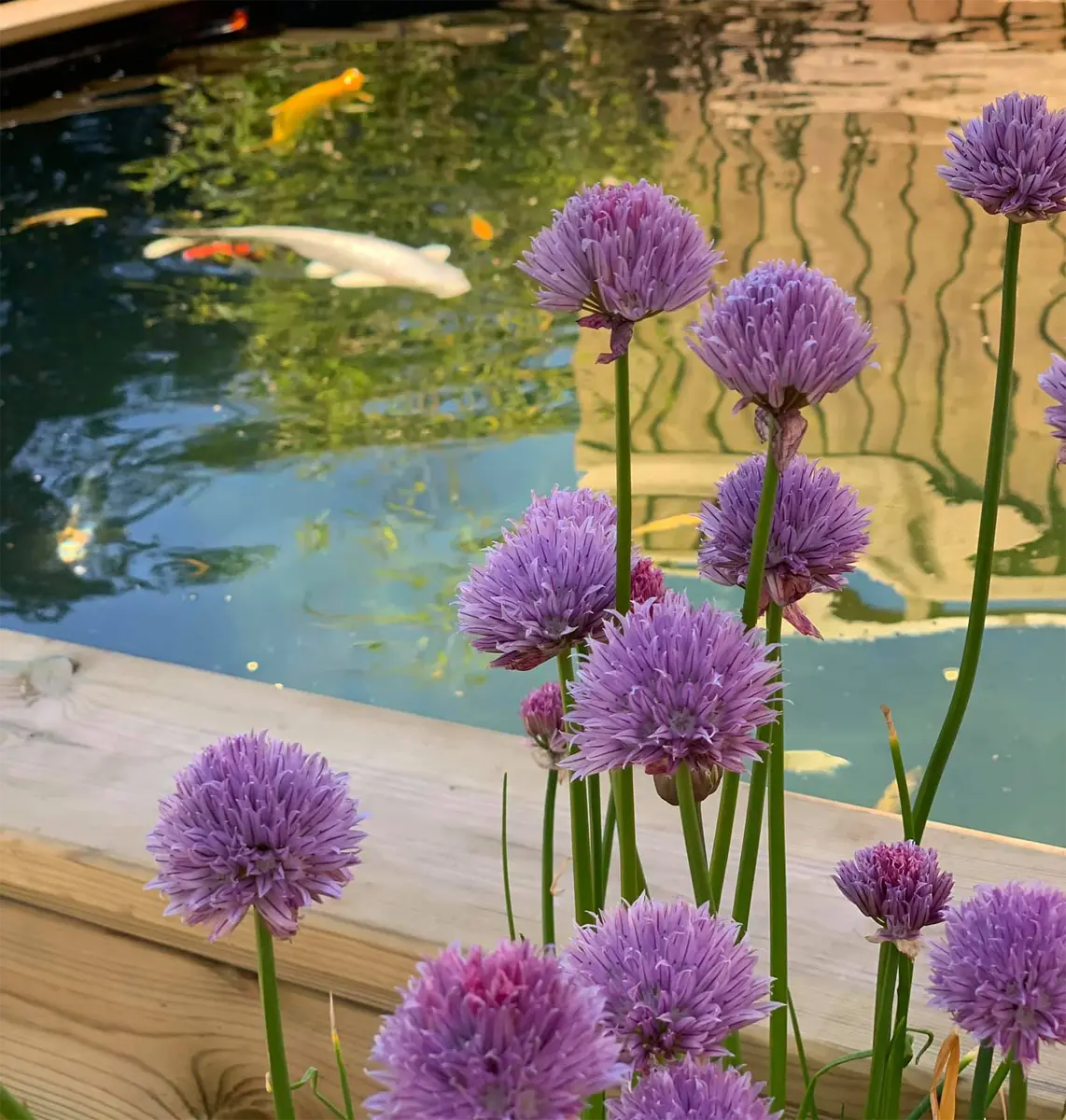 Image of Koi Pond