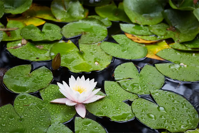 Great Pond For Wildlife