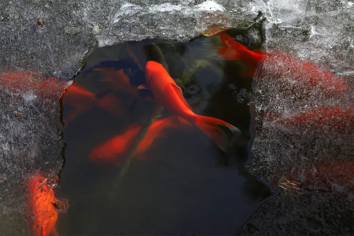 Great Looking Image of a Half Frozen Koi Pond