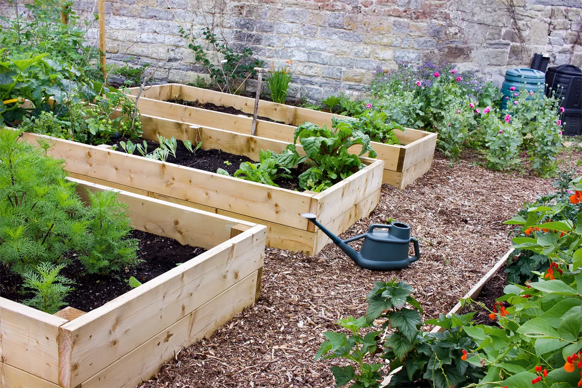Great image of raised veg beds